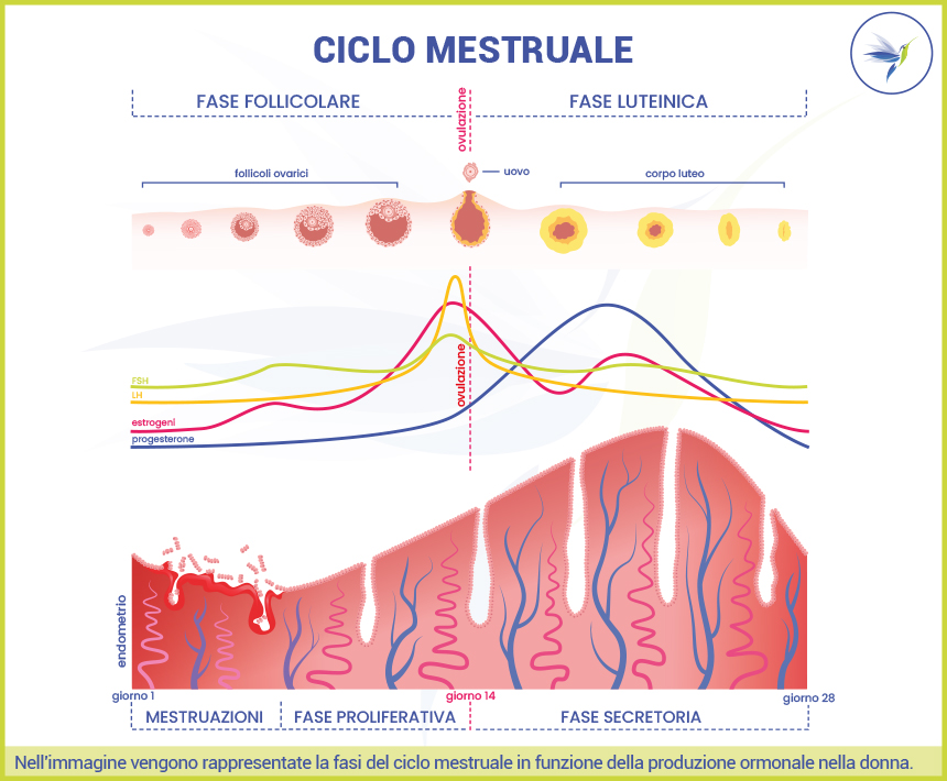 Ciclo-mestruale_Blog_Nutrizionista.Bio