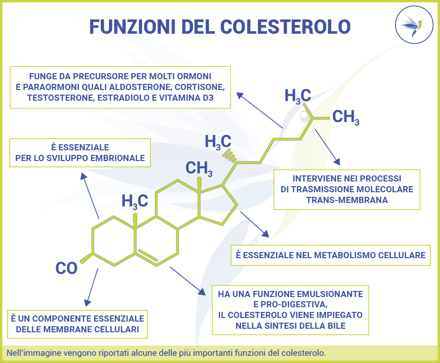 Funzioni-colesterolo