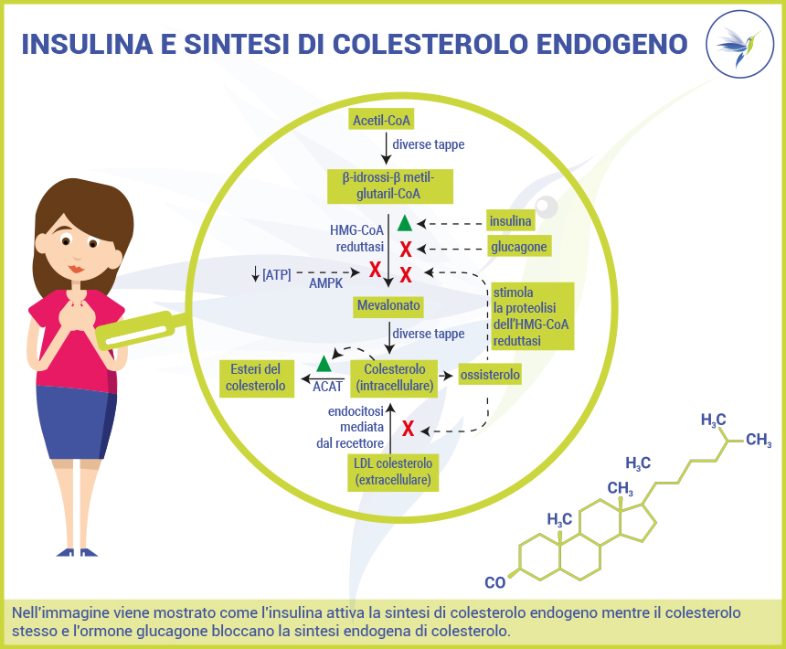 Insulina-e-sintesi-di-colesterolo