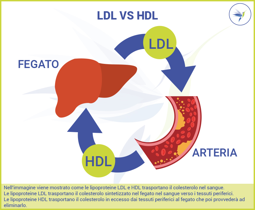 LDL-HDL