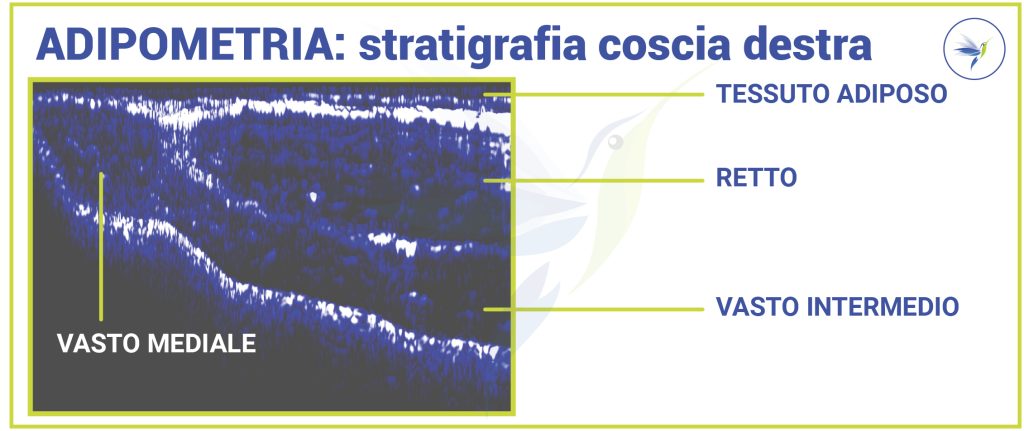 STRATIGRAFIA-MUSCOLARE